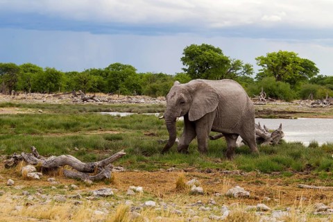 African Elephant (Loxodonta africana)