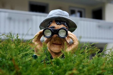 Figure with a hat and binoculars looking over a hedge