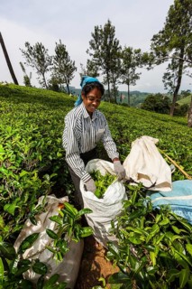 Tea picker
