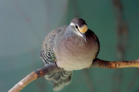 Common Bronzewing (Phaps chalcoptera)
