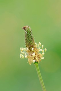 Ribwort plantain (Plantago lanceolata)