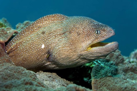 Starry Moray (Gymnothorax nudivomer)