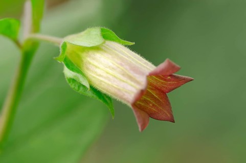 Deadly Nightshade (Atropa belladonna)
