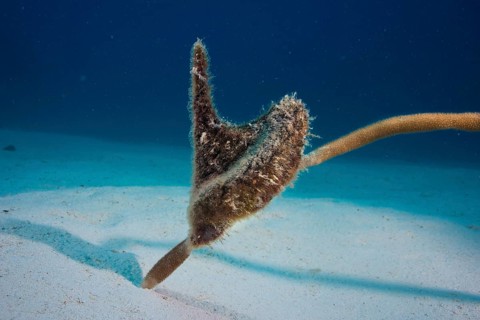 Winged Oyster (Pteria)