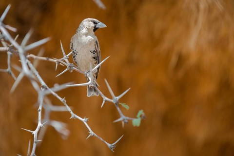 Sociable Weaver (Philetairus socius)
