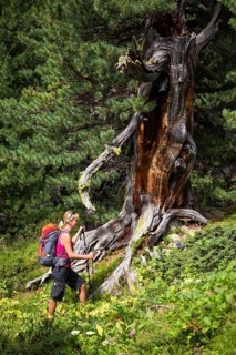 Woman hiking through the pine forest God Tamangur