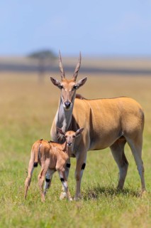 Common eland (Taurotragus oryx)