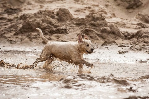 Golden Retriever playing in a mud puddle