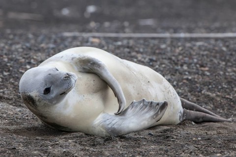 Crabeater Seal (Lobodon carcinophagus) resting on the beach