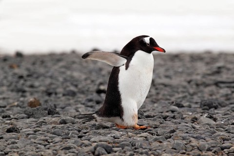 Gentoo Penguin (Pygoscelis papua)