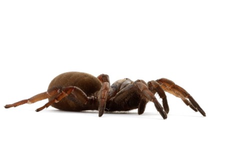 Sydney Brown Trapdoor Spider (Misgolas rapax)