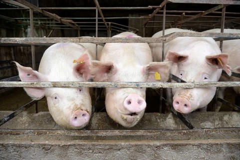 Pigs in a pig farm