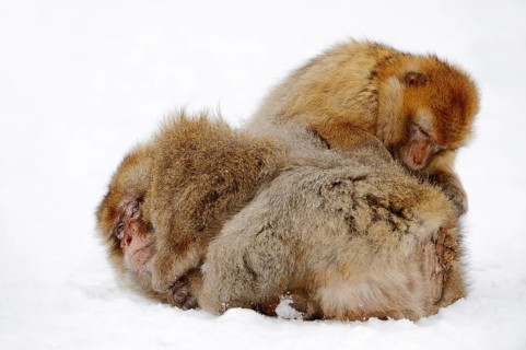 Barbary macaque (Macaca sylvanus)