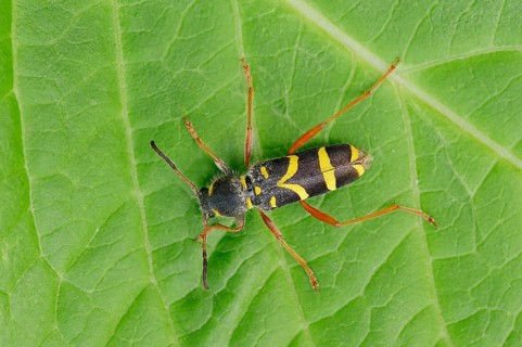 Wasp Beetle (Clytus arietis)