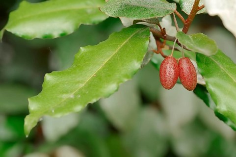 Thorny Elaeagnus (Elaeagnus pungens)