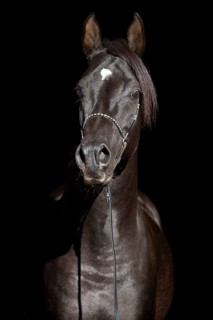 Arabian Thoroughbred Horse wearing a show halter
