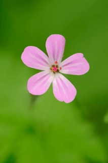 Herb Robert