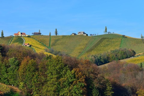 Typical landscape with vineyards in the Southern Styrian hill country