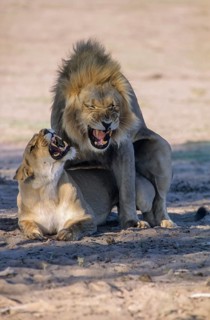 Lion (Panthera leo) mating