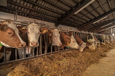 Dairy cows at a feed fence in a cow shed