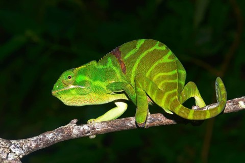 Ambiky Chameleon (Furcifer timoni)