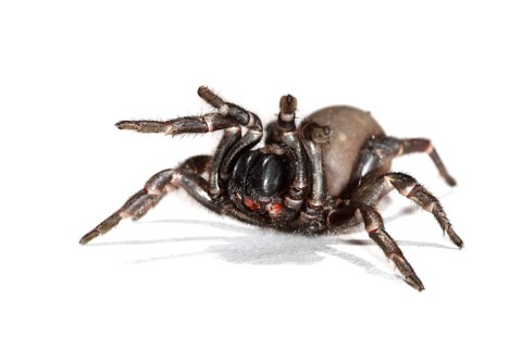 Wolf Spider (Lycosidae)