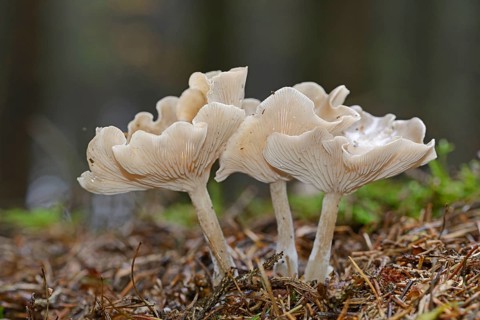 Clitocybe mushrooms (Clitocybe sp.)