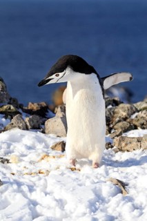 Chinstrap Penguin (Pygoscelis antarctica)