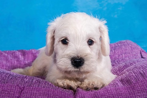 White Miniature Schnauzer