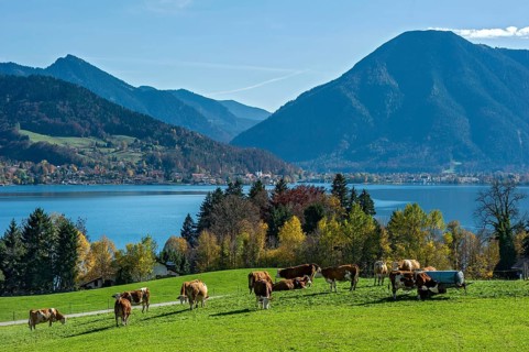 Cows on a pasture
