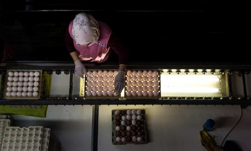 Worker during quality control of colourful dyed Easter eggs