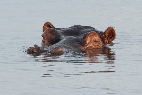 Hippopotamus (Hippopotamus amphibius)