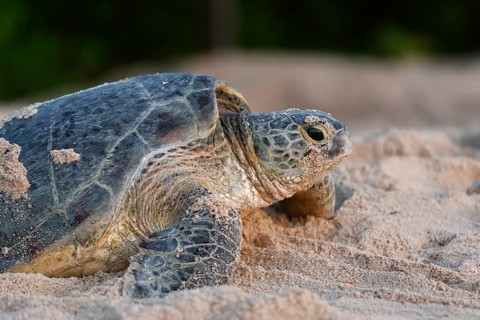 Green Sea Turtle (Chelonia mydas)