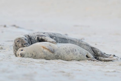 Grey Seals (Halichoerus grypus)