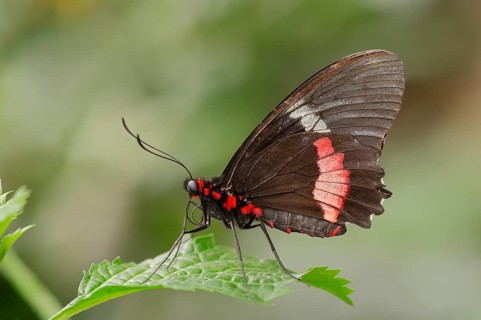 Iphidamas Cattleheart or Transandean Cattleheart (Parides iphidamas)