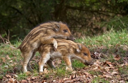 Wild Boar (Sus scrofa)