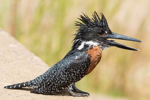 Giant Kingfisher (Megaceryle maximus)