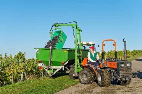A small tractor is taking harvested grapes out of a vineyard