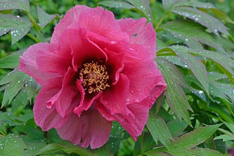 Tree Peony (Paeonia suffruticosa 'Leda')