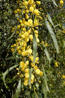 Coojong (Acacia cyanophylla)