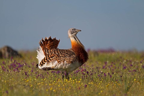Great Bustard (Otis tarda)