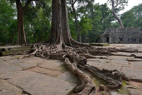 Ta Prohm temple complex overgrown with strangler fig(Ficus virens)