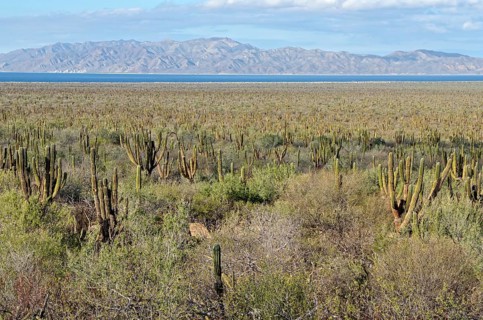 Cacti steppe with Cardon cacti