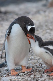 Gentoo Penguin (Pygoscelis papua) feeding young