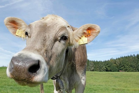 Allgau Cow on a pasture