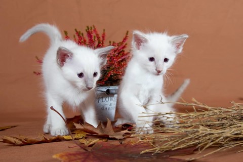 Two Balinese kittens in an autumnal setting