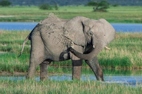 African Elephant (Loxodonta africana) cooling down at the Namutoni water hole