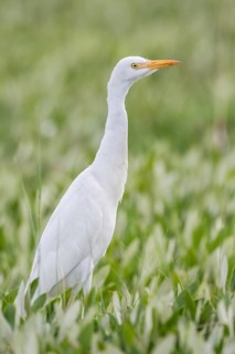 Cattle Egret (Bubulcus ibis)