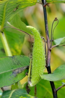 Common Milkweed
