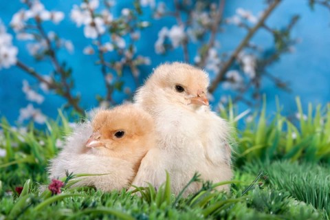 Domestic fowl chicks